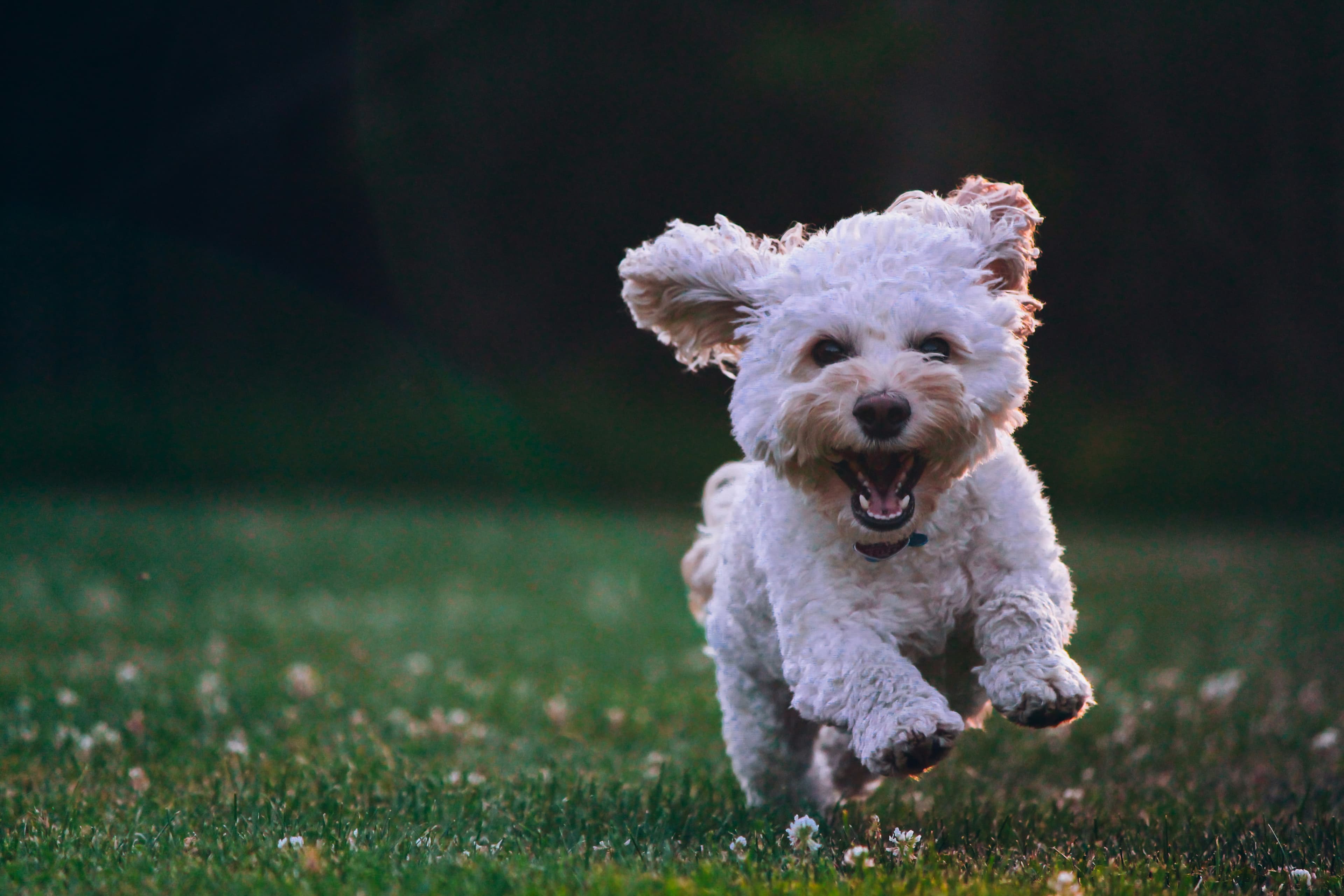 Happy white dog running through grass